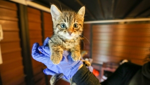 Buca Belediyesi’nden 24 bin can dosta şefkat eli