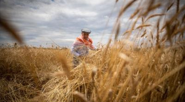 Büyükşehir tarım desteğinde sınır tanımadı