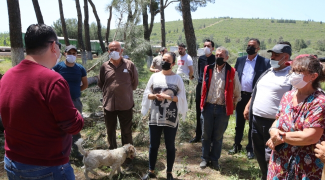 Efes selçuk’ta doğa katliamı