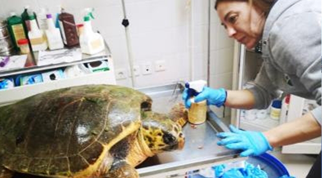 Güzelbahçe’de bulunan deniz kaplumbağasının tedavisi Sasalı&#039;da sürüyor
