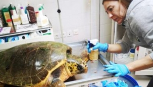 Güzelbahçe’de bulunan deniz kaplumbağasının tedavisi Sasalı'da sürüyor