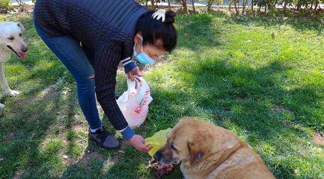 Karşıyaka Belediyesi’nden bir ilk: Sokak köpekleri rehabilite edilecek