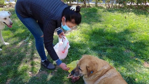 Karşıyaka Belediyesi’nden bir ilk: Sokak köpekleri rehabilite edilecek
