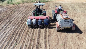 Bilye kekik Buca’nın kırsalını çeşitlendirecek