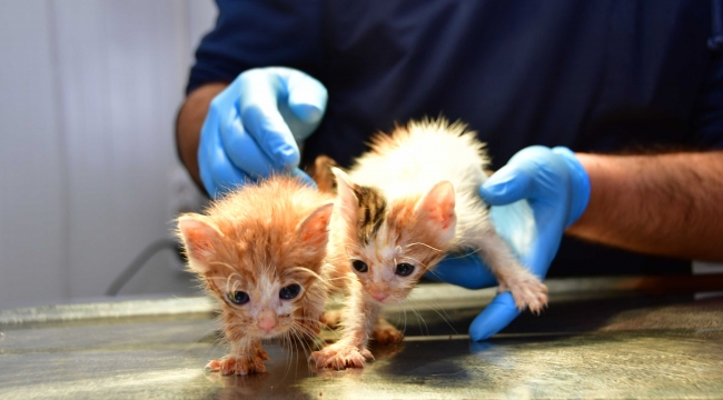 Can dostlar Narlıdere Belediyesi&#039;ne emanet!