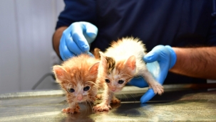 Can dostlar Narlıdere Belediyesi'ne emanet!