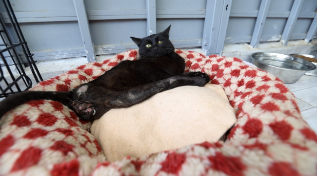 Enkaz altından kurtarılan Beyaz, Buca’yı çok sevdi