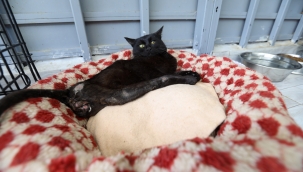 Enkaz altından kurtarılan Beyaz, Buca’yı çok sevdi