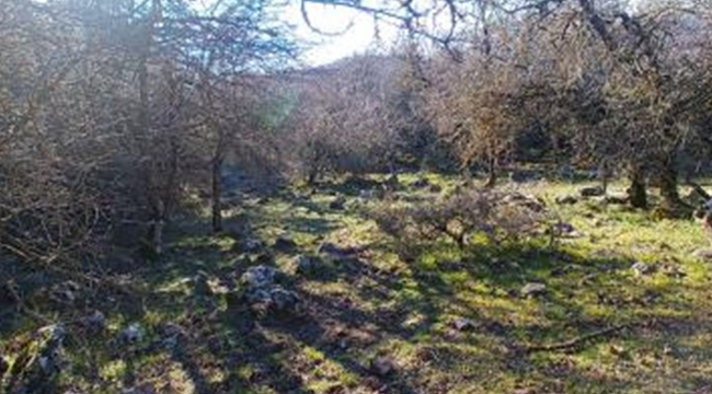 İzmir’de kurt görüntülendi