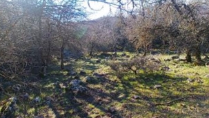 İzmir’de kurt görüntülendi