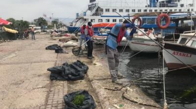 Körfez&#039;deki deniz marulları temizleniyor