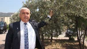 Türk zeytinyağı dolar bazında yüzde 16 değerlendi