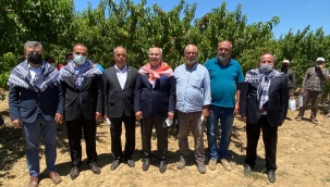 Pandemide şeftali ihracatı rekor kırdı