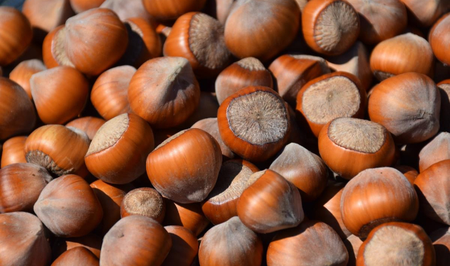 Cumhurbaşkanı Erdoğan fındık alım fiyatını açıkladı