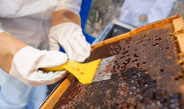 İzmir Büyükşehir Belediyesi Muğla’daki üreticilere omuz veriyor