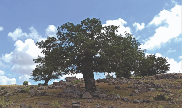 İzmir’in ormanları için yeniden “İzmir dayanışması”