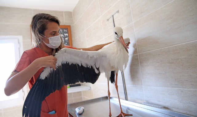 Yaralı leylek koruma altında