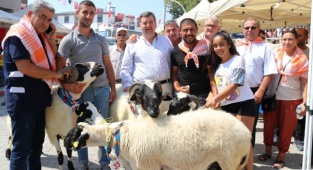 6. Tarım ve Sakız Koyunu Festivali Çeşme'de