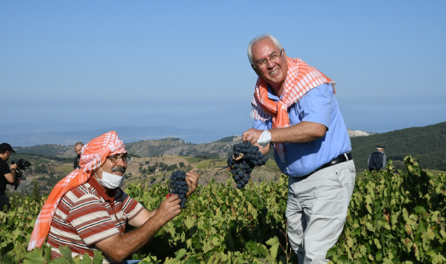Karabağlar&#039;da Kavacık Üzüm Festivali gün sayıyor