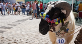 Ovacık'ta festival şenliği