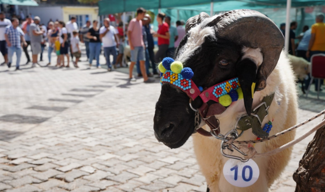 Ovacık&#039;ta festival şenliği