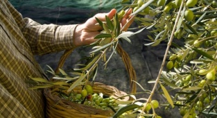 Ayvalık 16. Uluslararası Zeytin Hasat Festivali Başlıyor