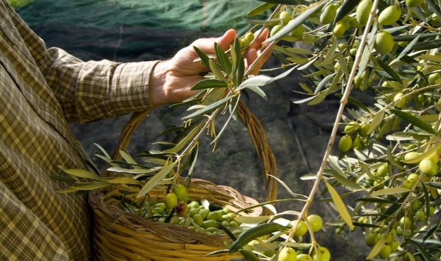 Ayvalık 16. Uluslararası Zeytin Hasat Festivali Başlıyor