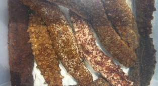 "Deniz Hıyarı Üretimi" Türkiye'de İlk Kez Foça'da Yapılıyor