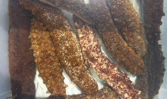 &quot;Deniz Hıyarı Üretimi&quot; Türkiye&#039;de İlk Kez Foça&#039;da Yapılıyor