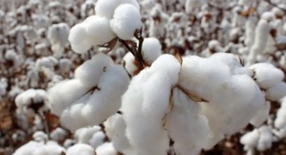 "GDO'suz Türk Pamuğu"