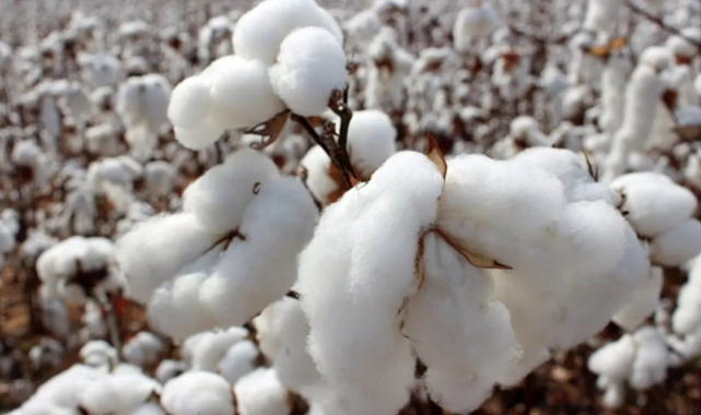 &quot;GDO&#039;suz Türk Pamuğu&quot;