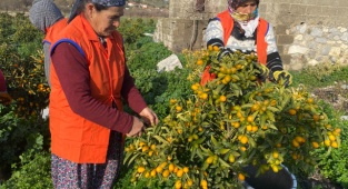 “Altın portakal” İzmir’de Üretilmeye Başlandı