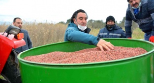 Damızlık Koyun Üretim Merkezi İçin Yem Bitkisi Ekildi