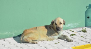 Trenin Altında Kalan Güçlü, Hayata Tutundu