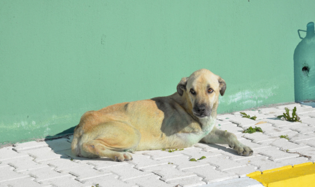 Trenin Altında Kalan Güçlü, Hayata Tutundu