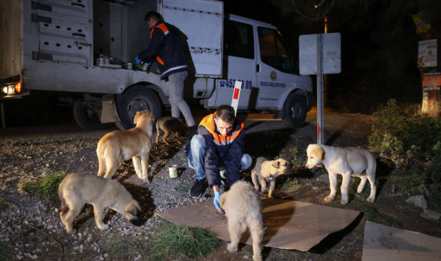 Buca&#039;da Can Dostlarına Gece Gündüz Mama Desteği