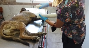 Pehlivan: Menemen Tüm Canlıların Ortak Yaşam Alanı