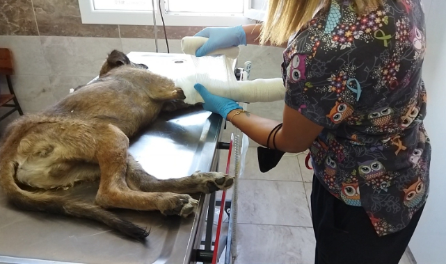 Pehlivan: Menemen Tüm Canlıların Ortak Yaşam Alanı