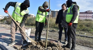 Aliağa’yı Pavlonya Ağaçları Süsleyecek