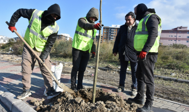 Aliağa’yı Pavlonya Ağaçları Süsleyecek