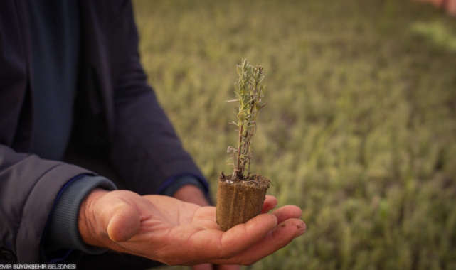 “Doğa Şehirde” Projesiyle İzmir’de Üreticiler Sulama Gerektirmeyen Bitki Yetiştiriyor