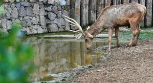 İzmir Doğal Yaşam Parkı’nın 54 Sakini Artık Uşaklı