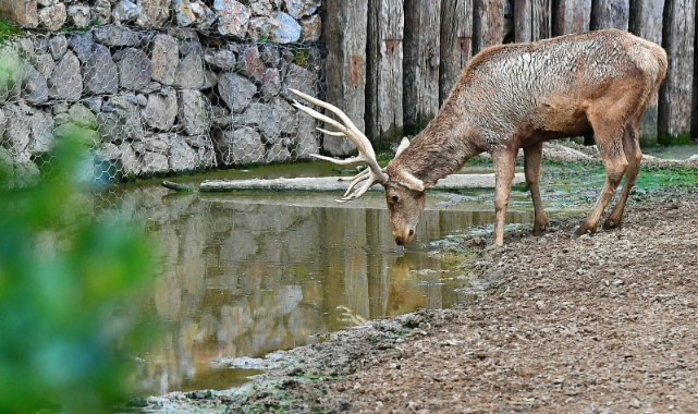 İzmir Doğal Yaşam Parkı’nın 54 Sakini Artık Uşaklı