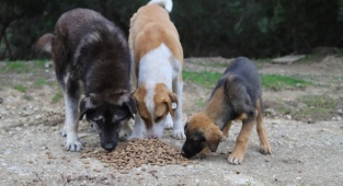 Başkan Kayalar: “Can Dostlarımızın Her Mevsim Yanındayız”