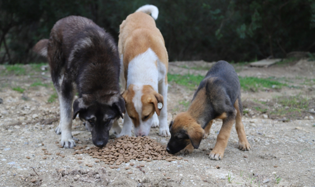 Başkan Kayalar: “Can Dostlarımızın Her Mevsim Yanındayız”