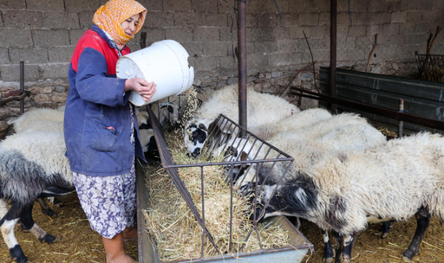 Buca Belediyesi’nden Çiftçiye Arpa Desteği