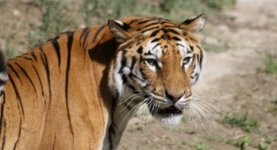 Doğal Yaşam Parkı’nın 24 Sakininin Yeni Evi Antalya