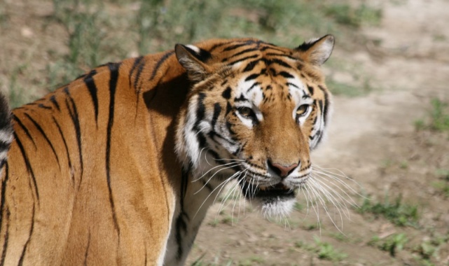 Doğal Yaşam Parkı’nın 24 Sakininin Yeni Evi Antalya