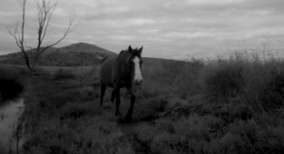 Gediz’deki Yaban Hayatına Fotokapanlı Kayıt