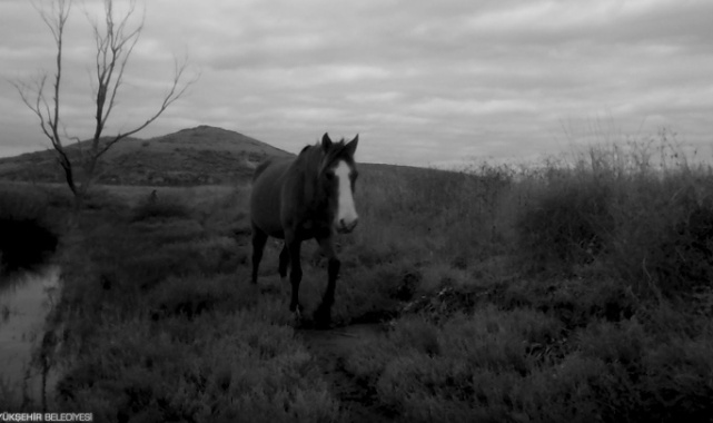 Gediz’deki Yaban Hayatına Fotokapanlı Kayıt